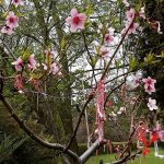 мартинка дрво 22